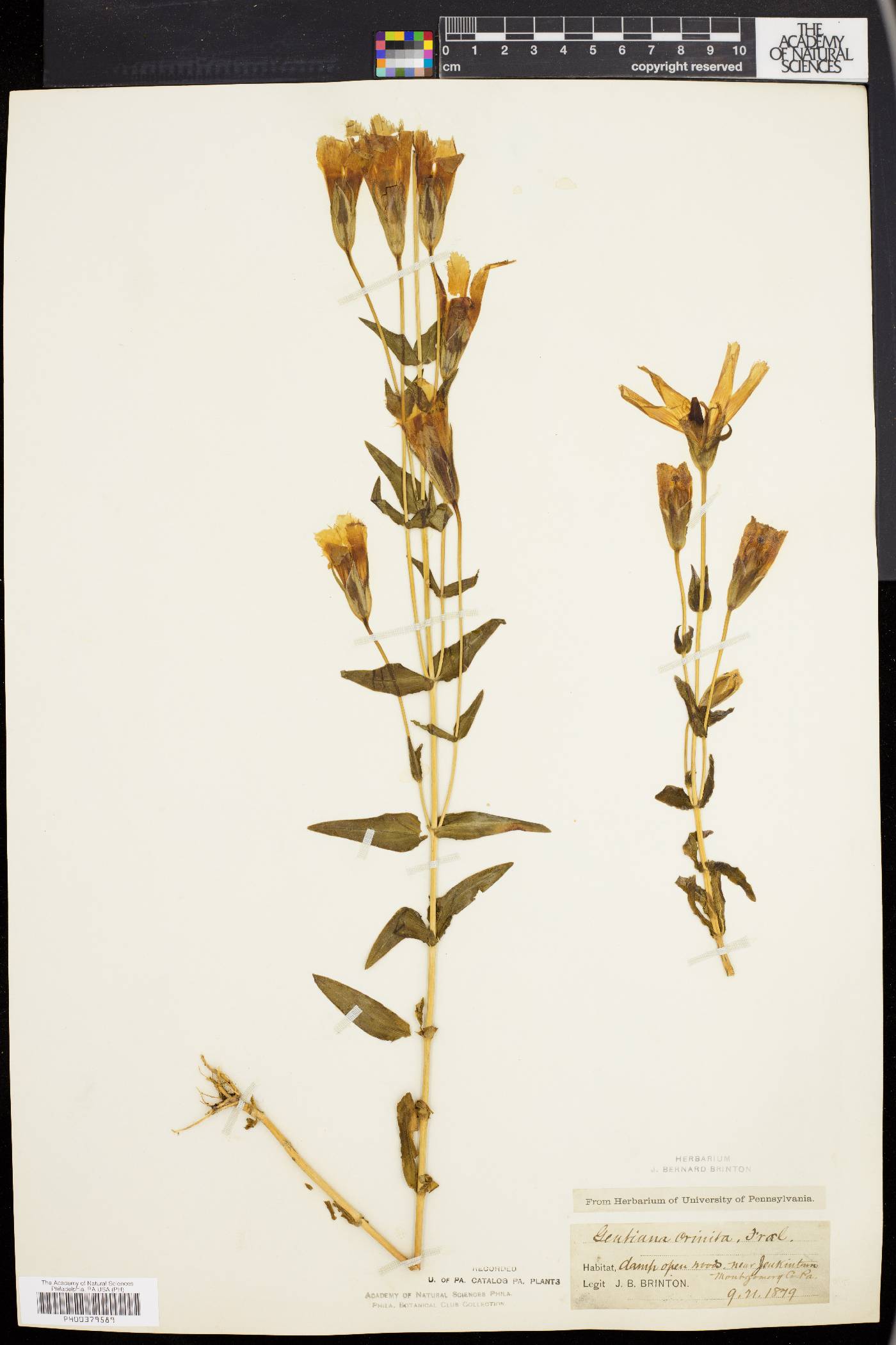 Gentiana crinita image