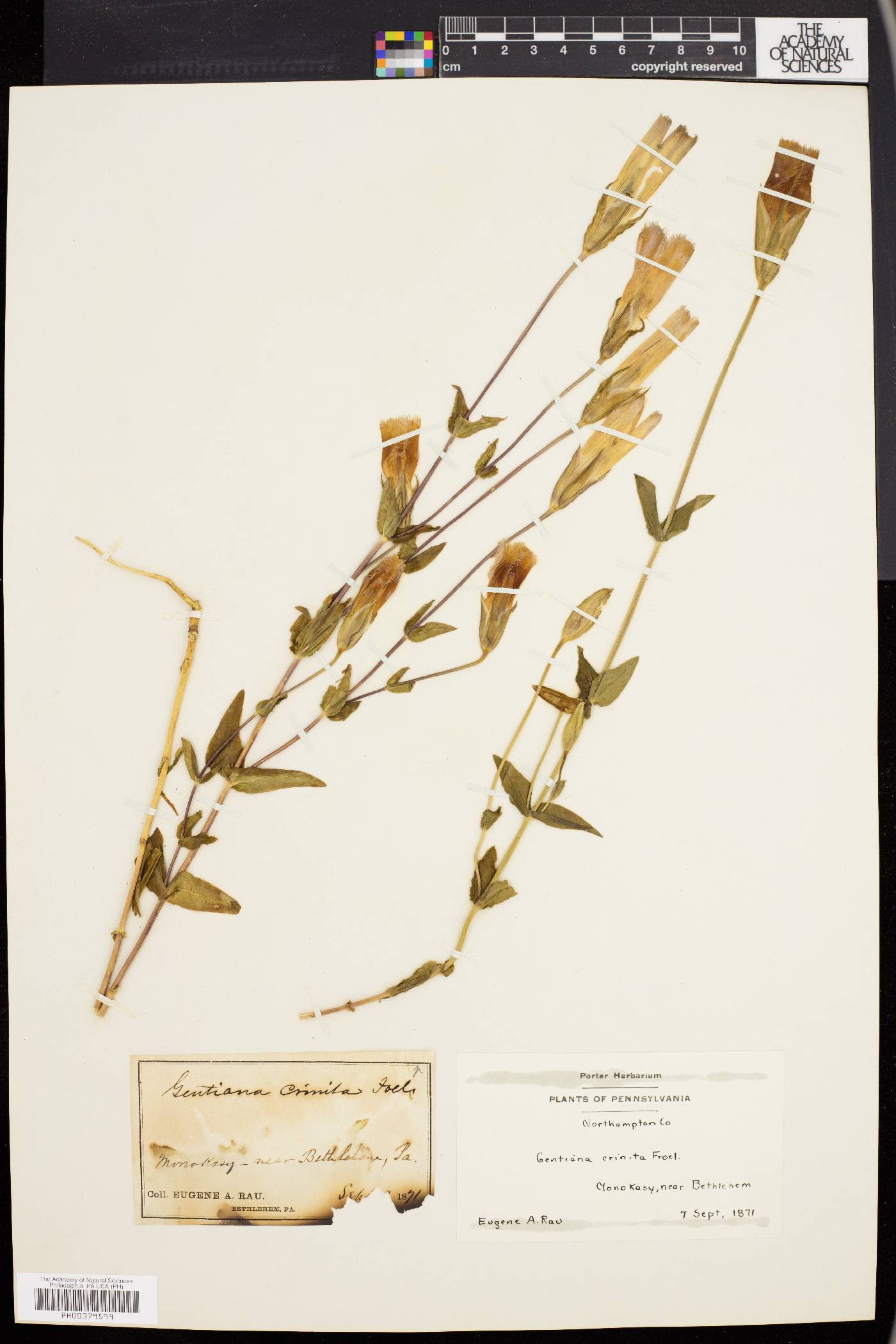 Gentiana crinita image