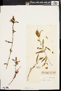 Gentiana linearis image