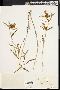 Gentiana linearis image