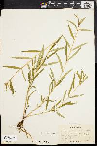 Gentiana linearis image