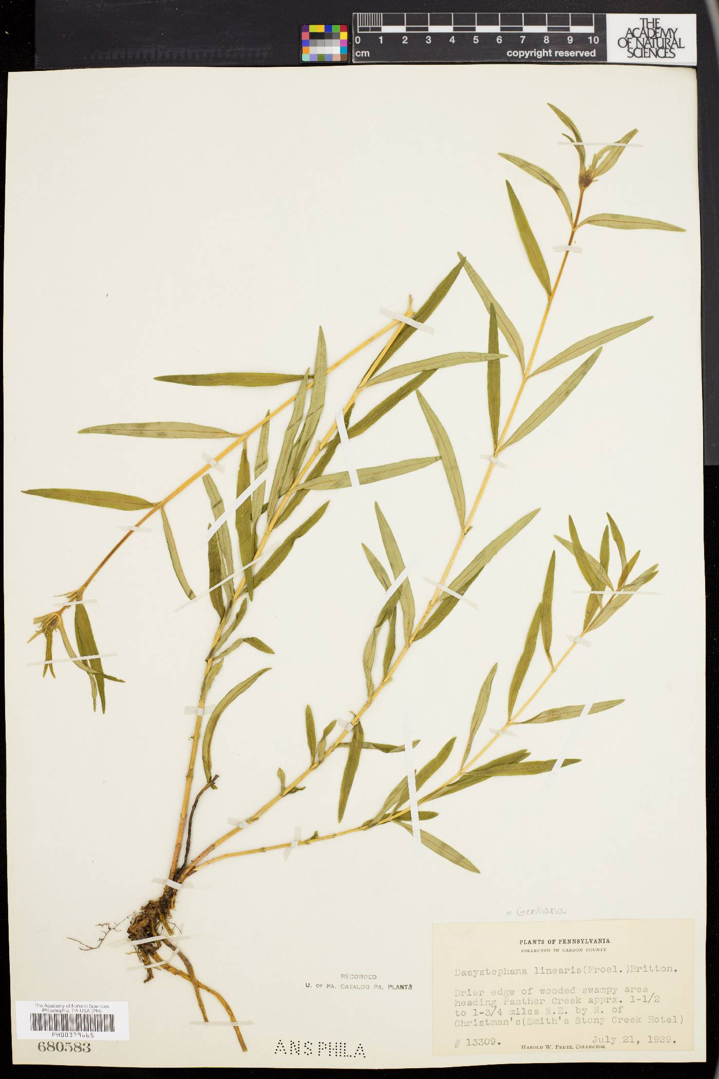 Gentiana linearis image