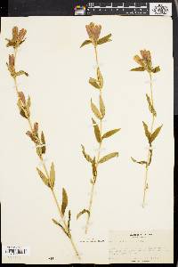 Gentiana linearis image