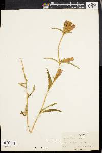 Gentiana linearis image