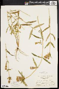 Gentiana linearis image