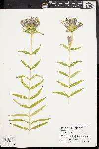 Gentiana linearis image