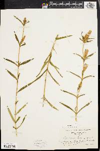 Gentiana linearis image