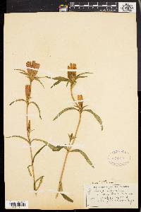 Gentiana linearis image