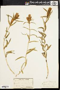 Gentiana linearis image