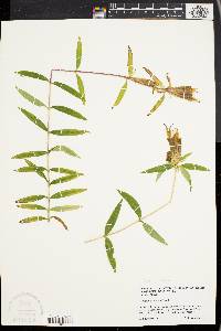 Gentiana linearis image