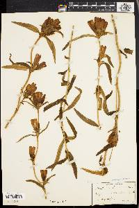 Gentiana linearis image