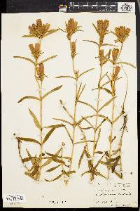 Gentiana linearis image