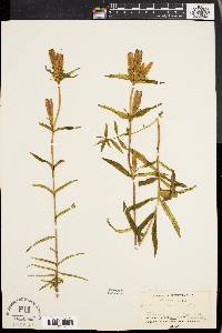 Gentiana linearis image