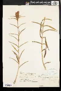 Gentiana linearis image