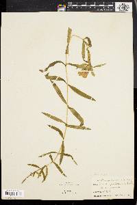 Gentiana linearis image