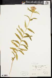 Gentiana linearis image