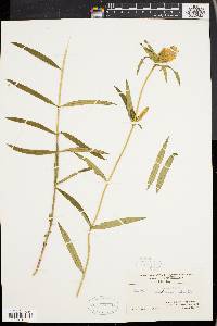 Gentiana linearis image