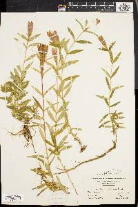 Gentiana linearis image