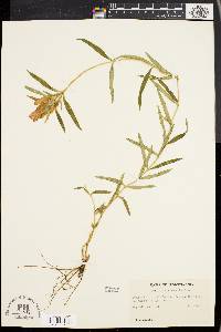 Gentiana linearis image