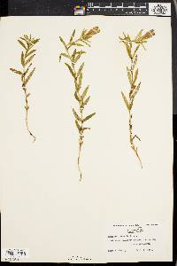 Gentiana linearis image