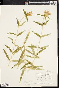 Gentiana linearis image