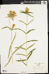 Gentiana linearis image