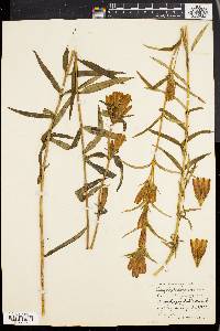 Gentiana linearis image