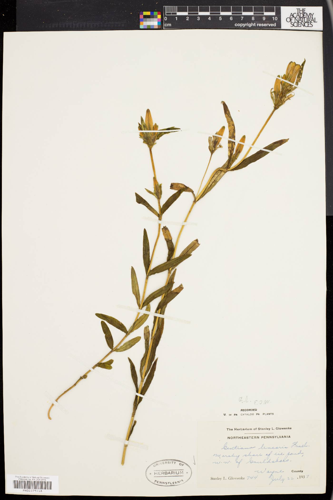 Gentiana linearis image
