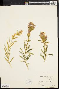 Gentiana linearis image