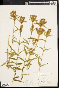 Gentiana linearis image