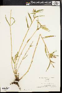 Gentiana linearis image