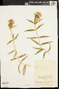 Gentiana linearis image