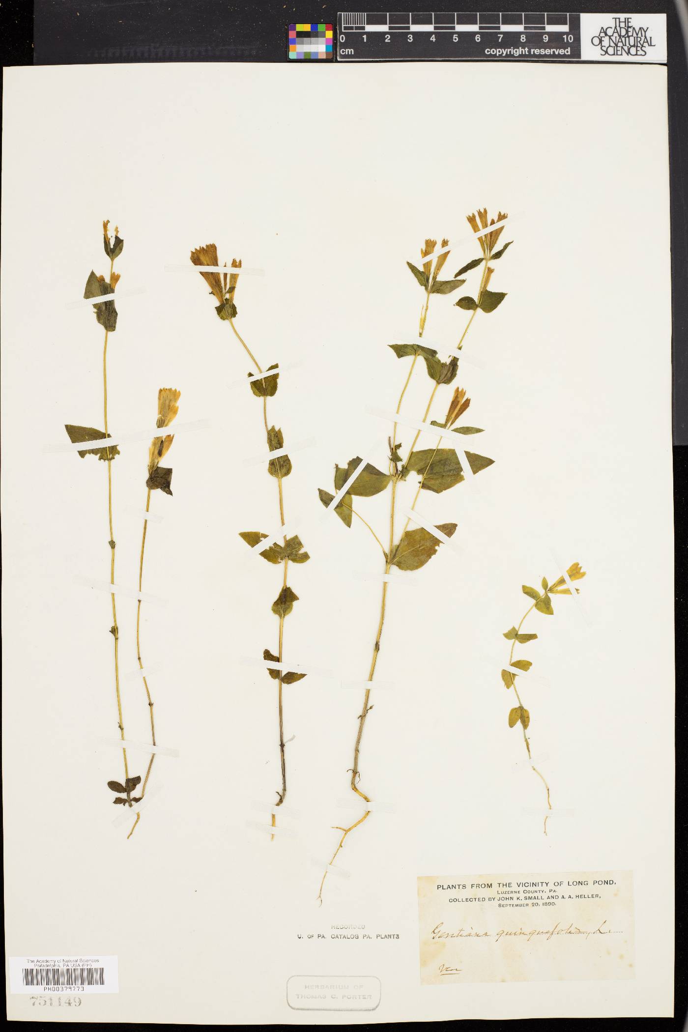 Gentiana quinquefolia image