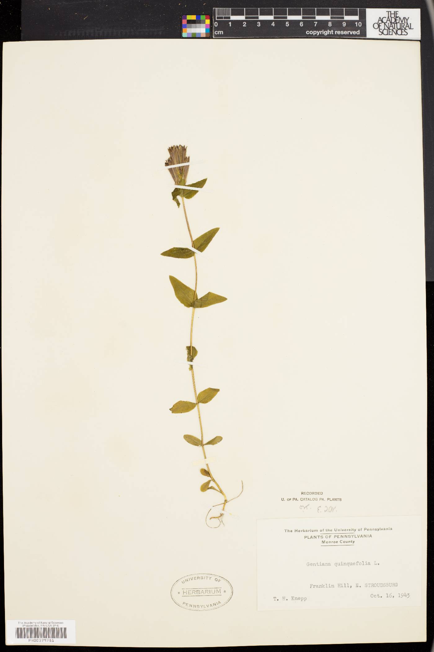 Gentiana quinquefolia image