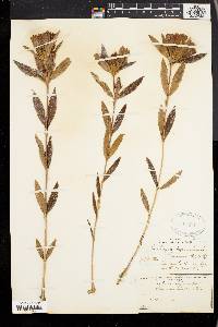 Gentiana saponaria image