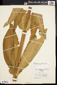 Frasera caroliniensis image