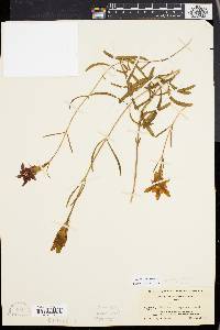 Gentiana autumnalis image