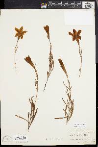 Gentiana autumnalis image