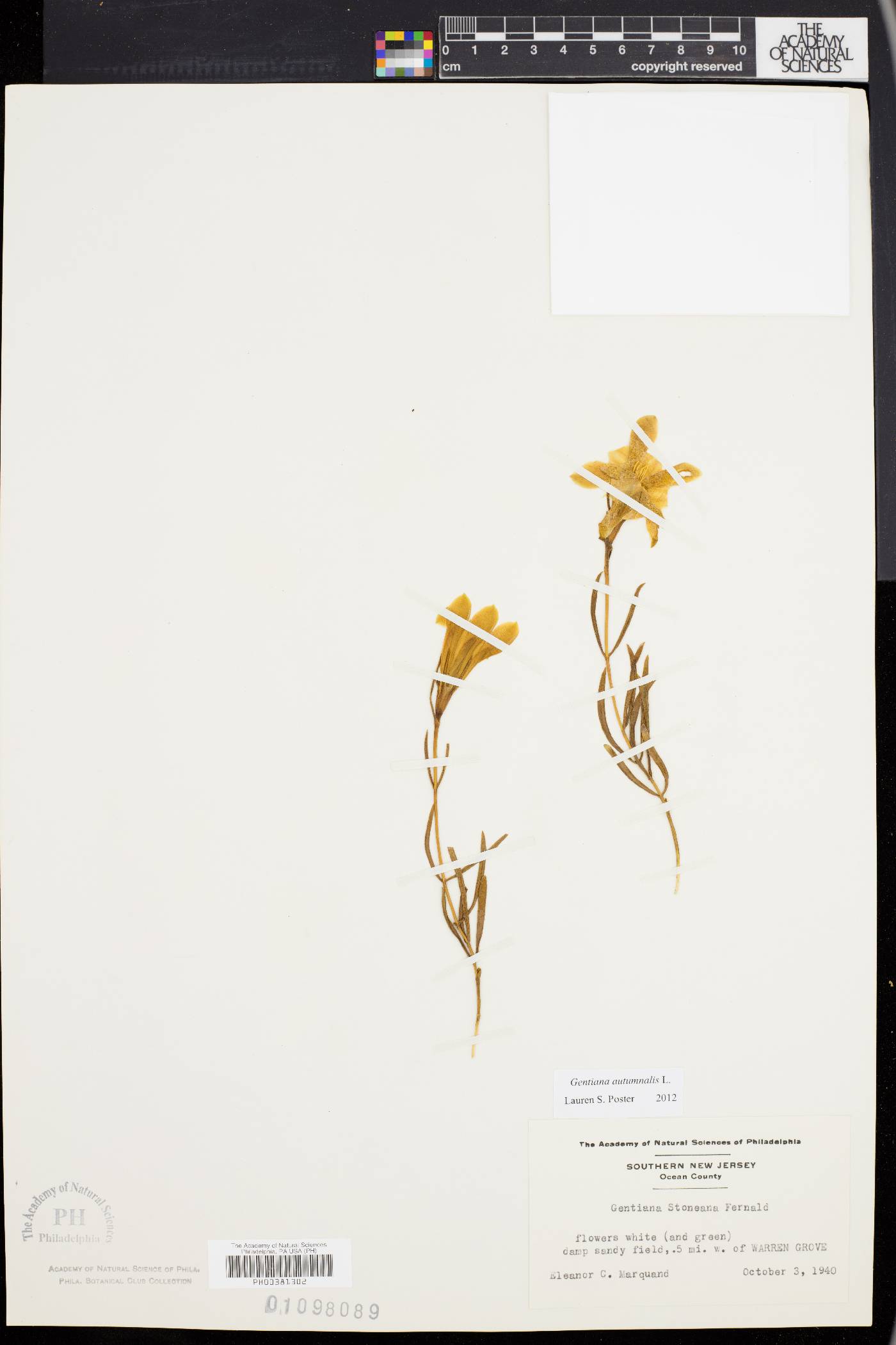 Gentiana autumnalis image