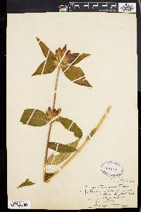 Gentiana clausa image
