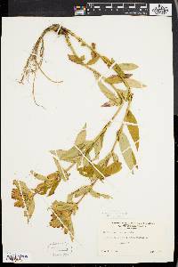 Gentiana clausa image