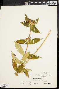 Gentiana clausa image