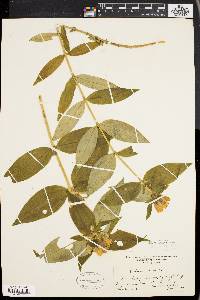 Gentiana clausa image