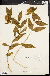 Gentiana clausa image