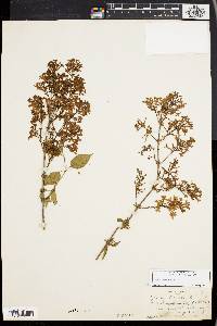 Syringa persica image