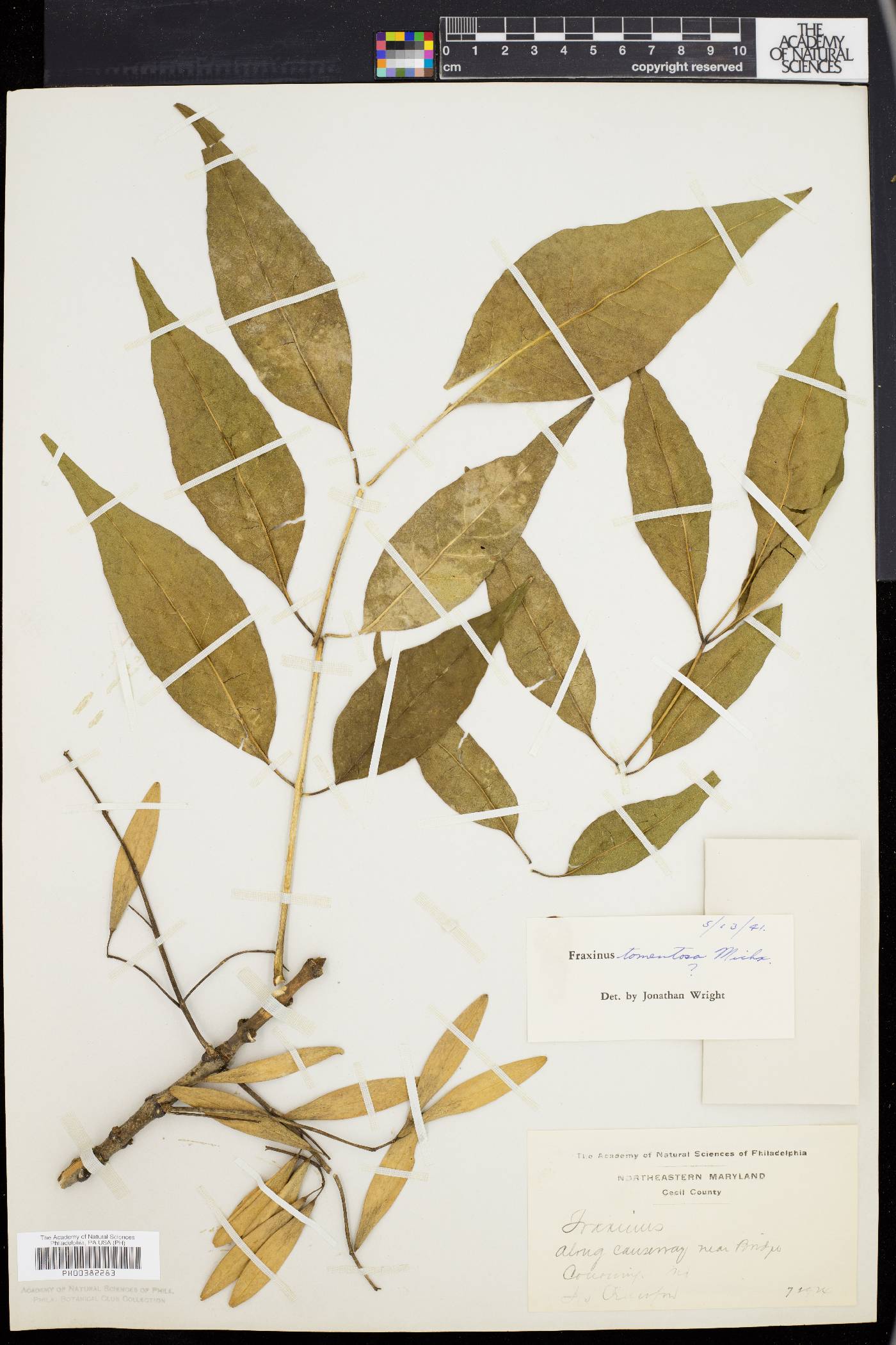 Fraxinus tomentosa image