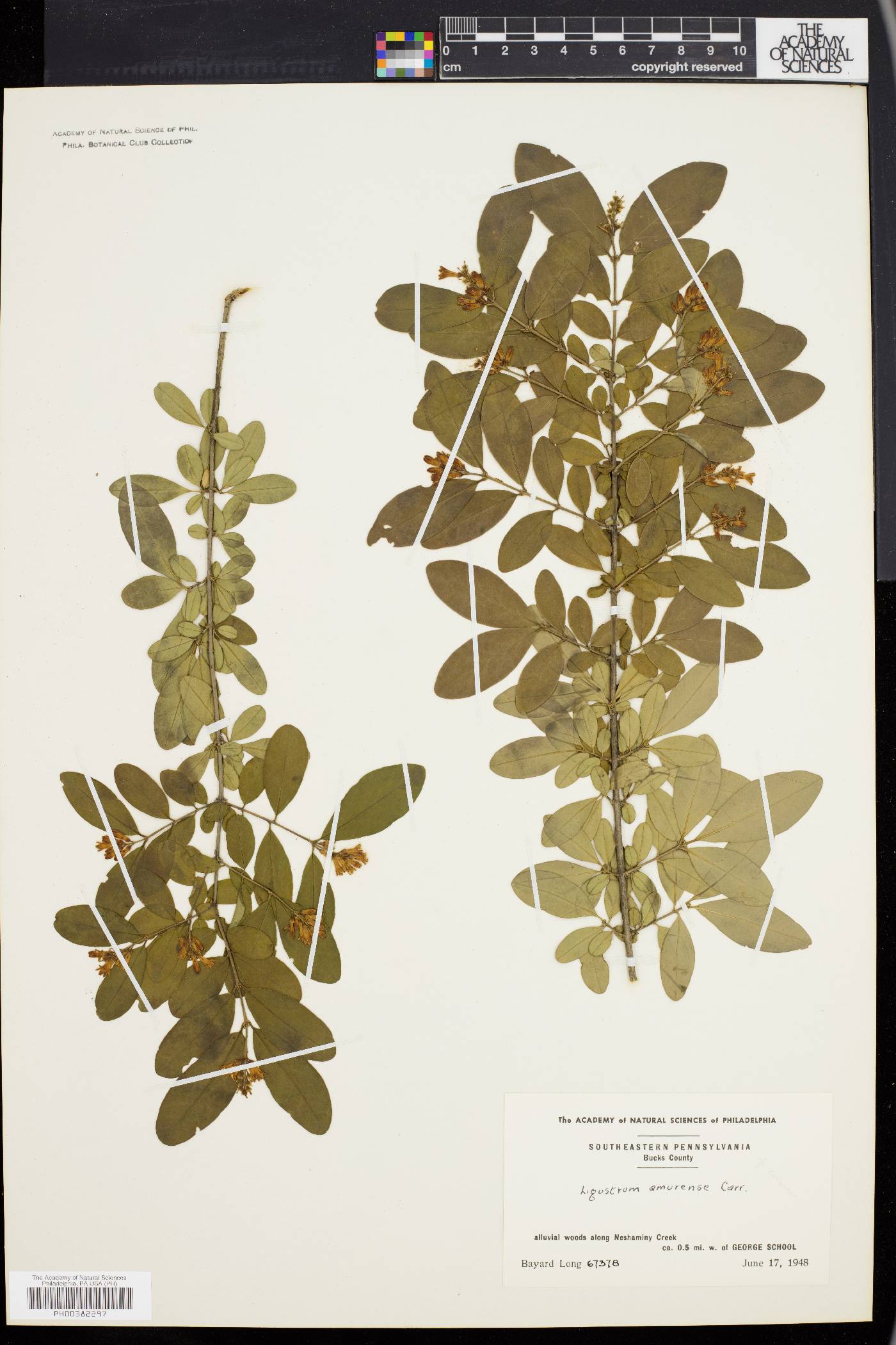 Ligustrum amurense image