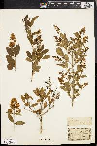 Ligustrum vulgare image