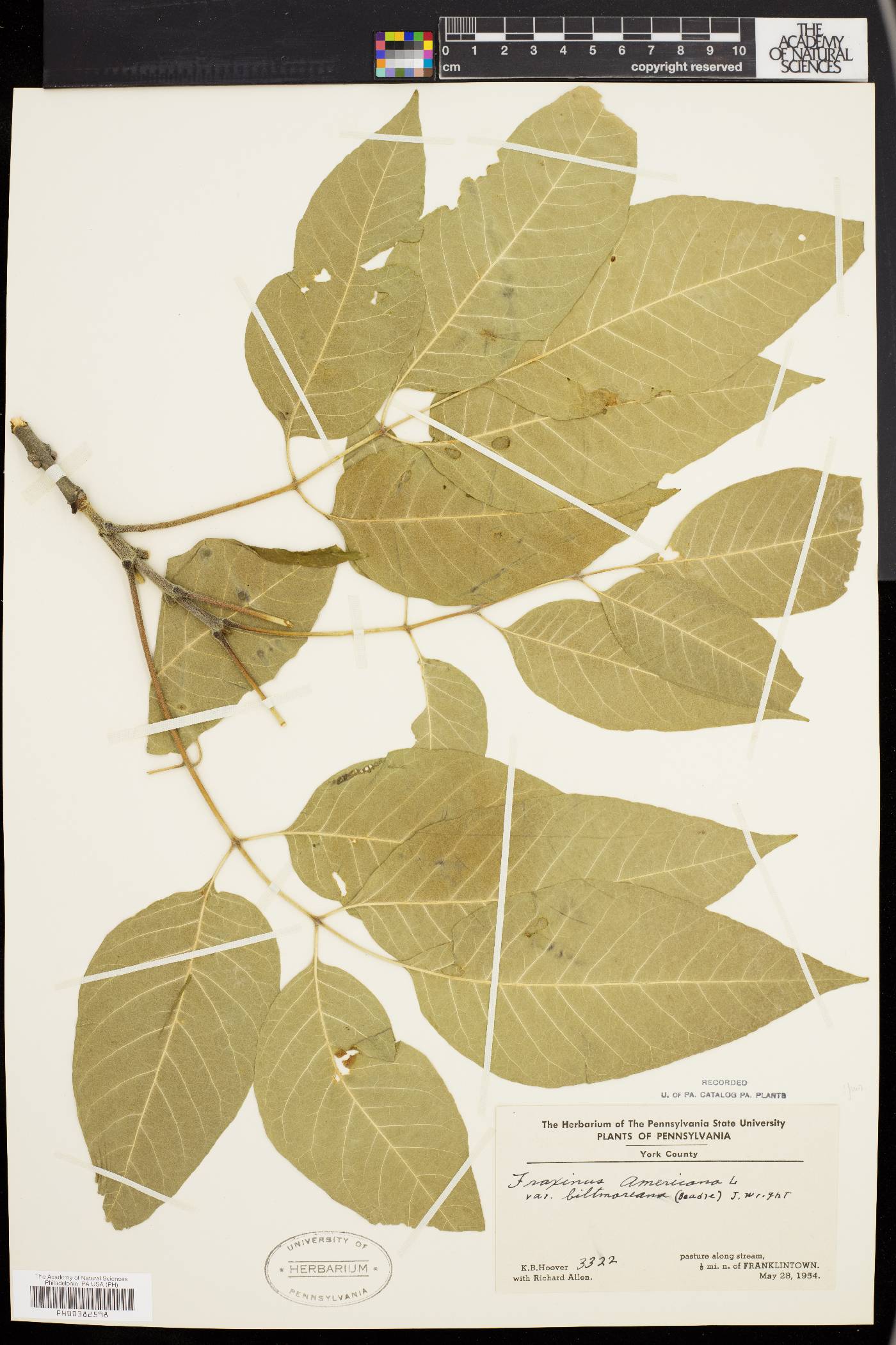 Fraxinus americana var. biltmoreana image