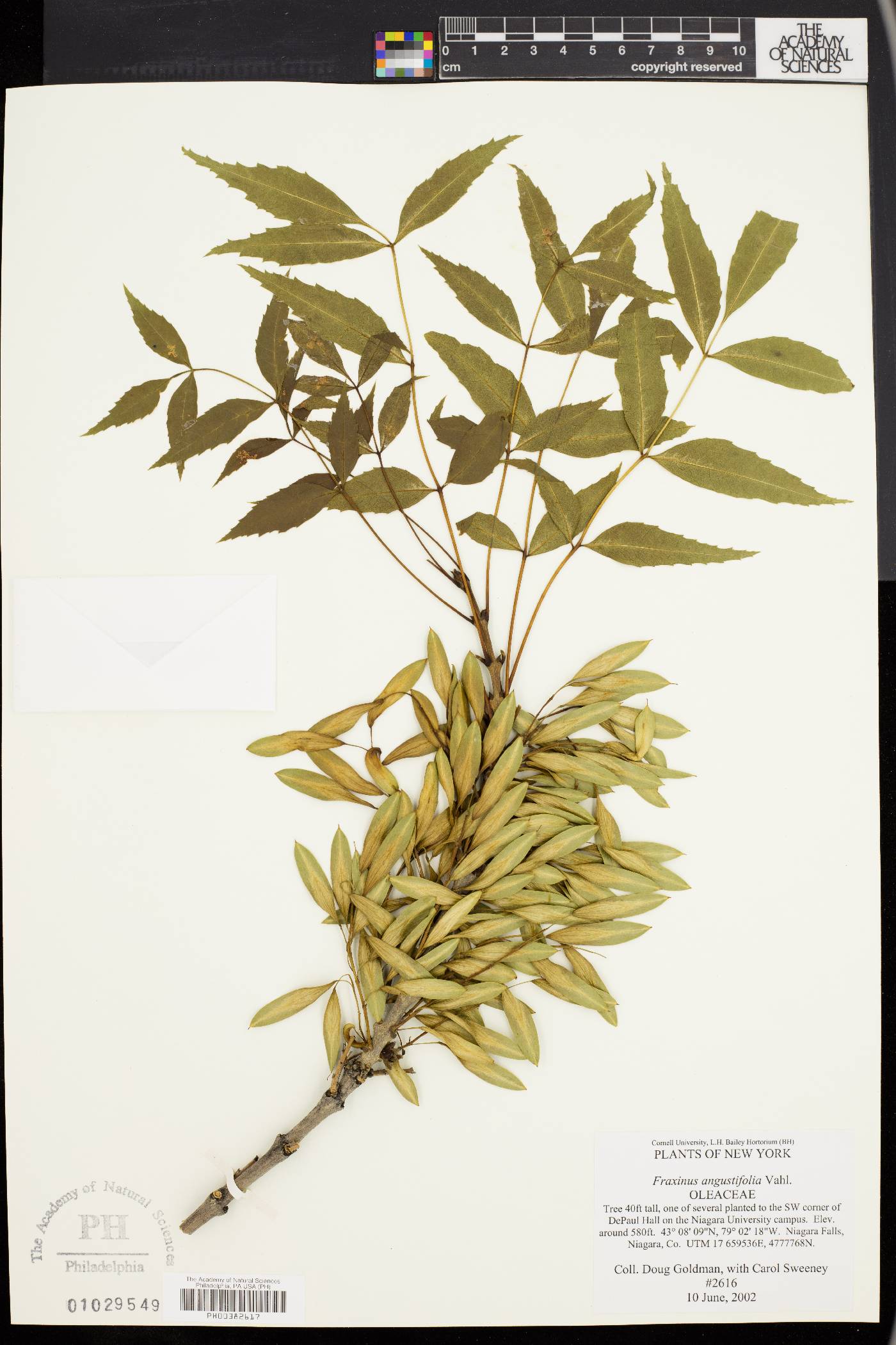Fraxinus angustifolia image